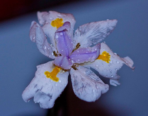 Lente Canon Tilt 90 mm