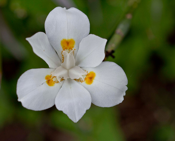 Lente Canon Tilt 90 mm
