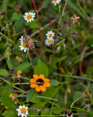 Lente Canon Tilt_90 mm