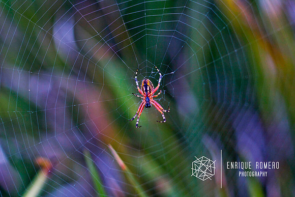 Lente Canon Tilt 90mm