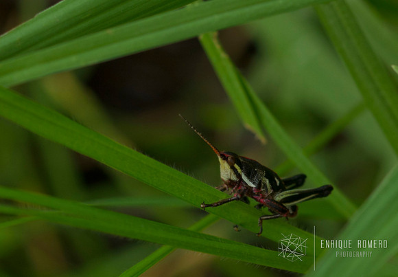 Lente Canon Tilt 90 mm